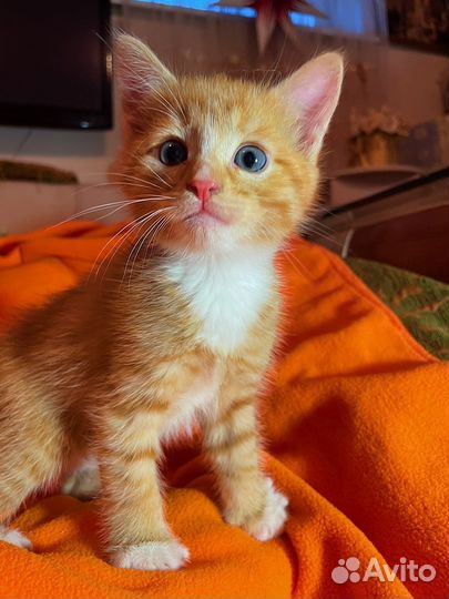 Котята в добрые руки бесплатно