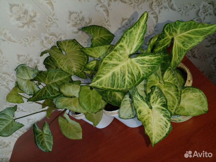 Комнатные растения