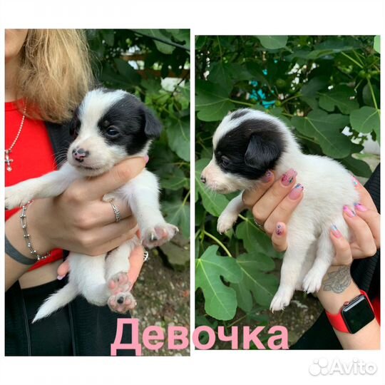 Щенки в добрые руки