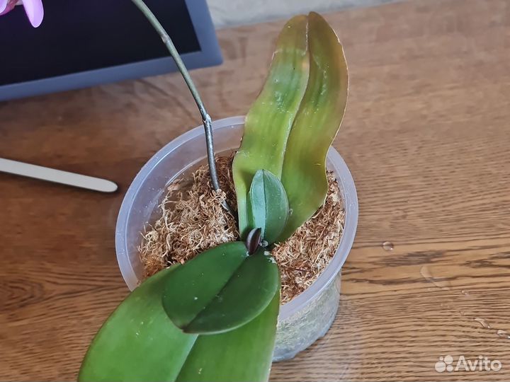 Орхидея фаленопсис