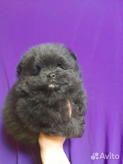 Померанский шпиц медвежьего типа