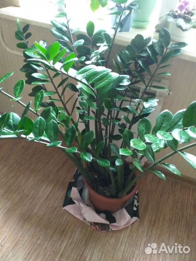 Замиокулькас