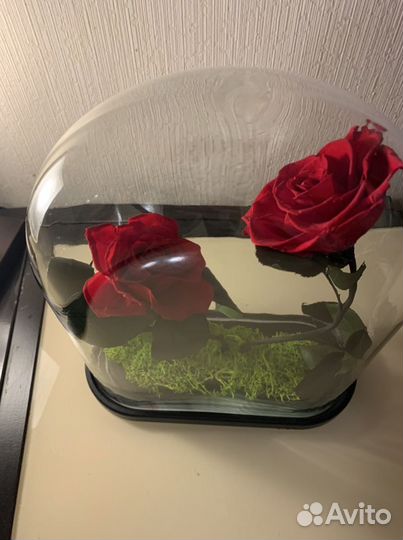 Стабилизированная роза