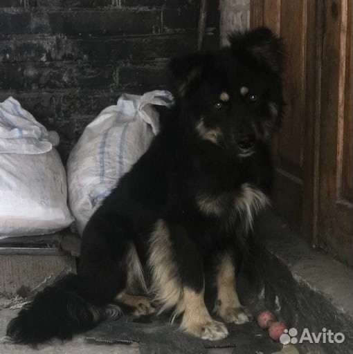 Собака с сво ищет дом