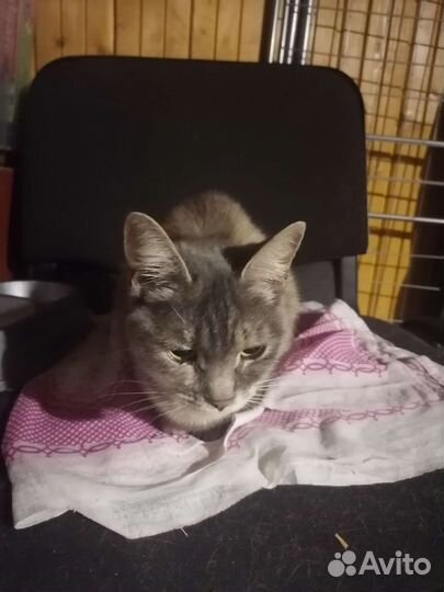 Кошка в дар бесплатно