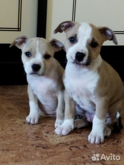 Породистая девочка ищет своих хозяев