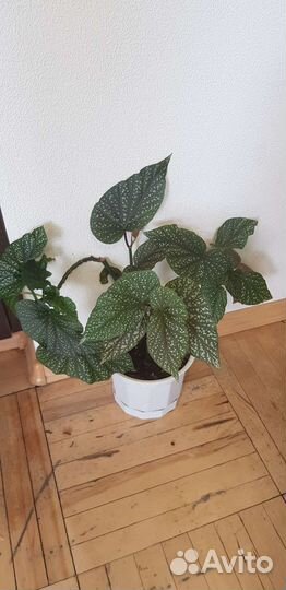 Цветы комнатные