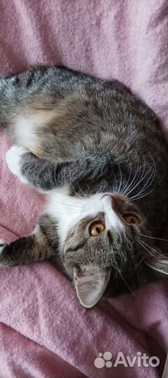 Кошка молоденькая 9 месяцев