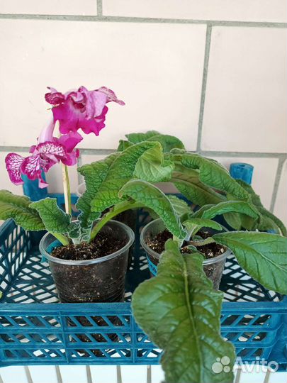 Стрептокарпусы