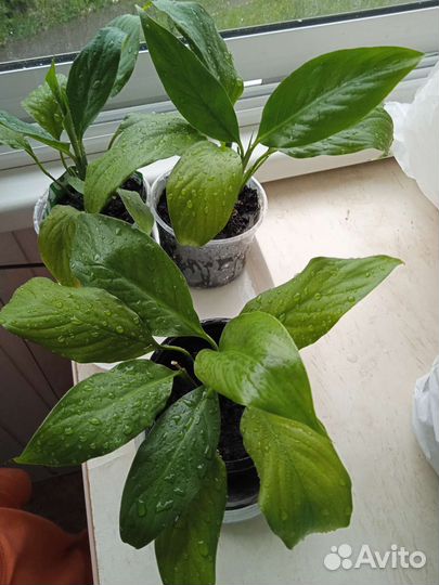 Спатифиллум