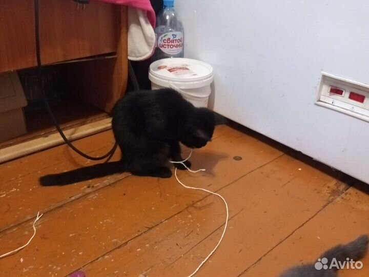 Кошка в дар бесплатно