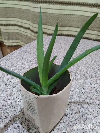 Алоэ,золотой ус