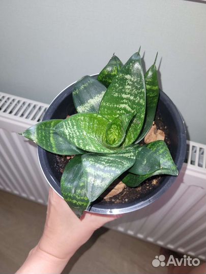 Сансевиерия ханни 