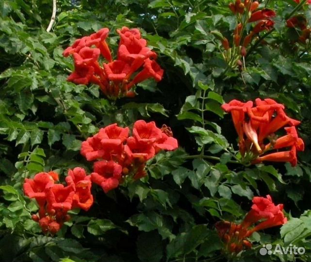 Гибискус, кампсис