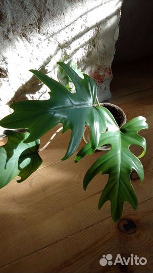 Филодендрон лучистый