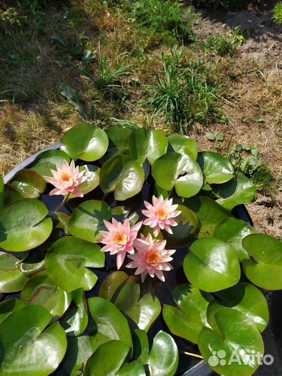 Нимфеи кувшинки