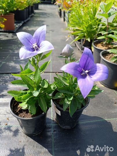 Многолетние растения