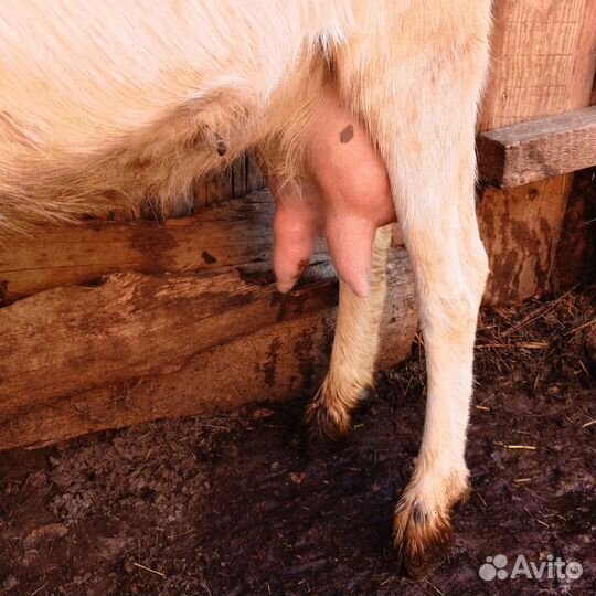 Козы дойные