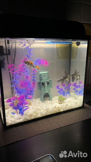Продам аквариум с рыбками (телескопики)