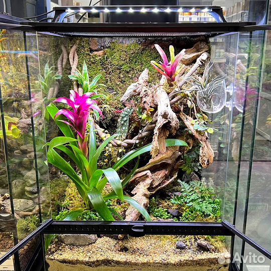 Террариум с оформлением живыми растениями