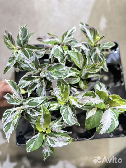 Калатеи White и Yellow fusion