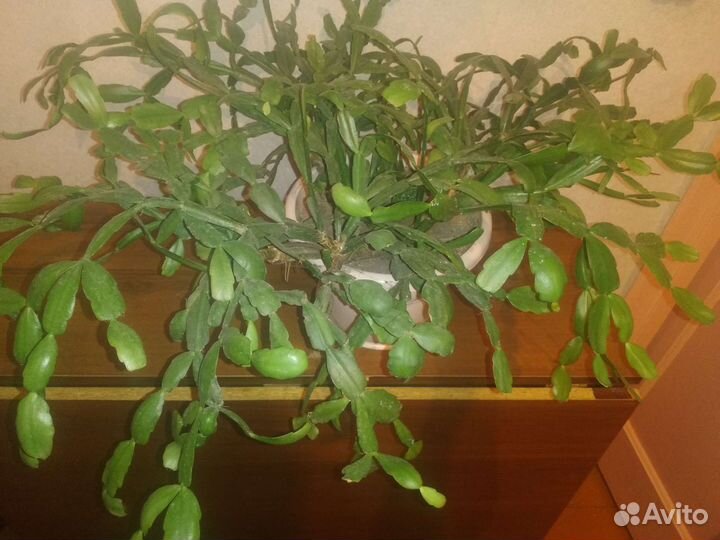 Цветок декабрист