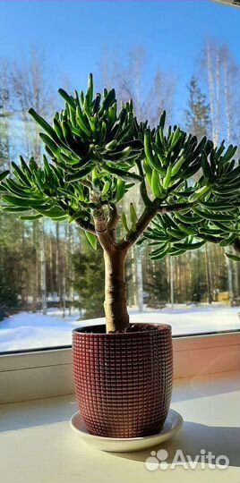 Крассула хоббит