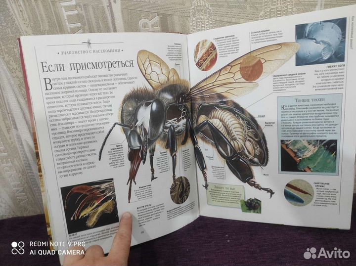 Энциклопедия для детей