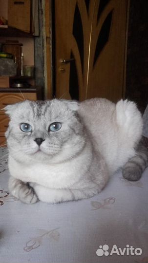 Шотландский кот, вязка
