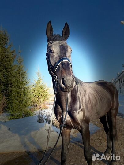 Красивый высокий мерин и пони