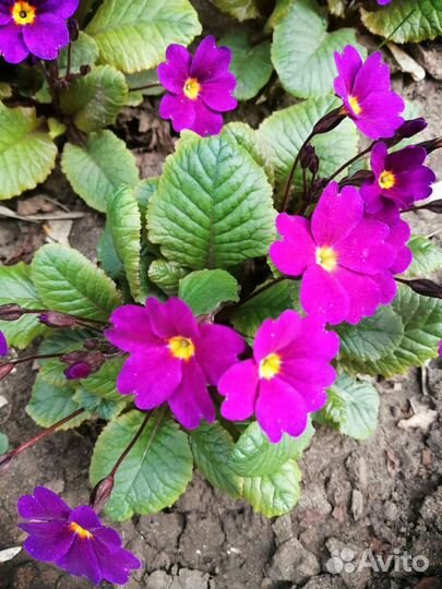 Многолетние цветы