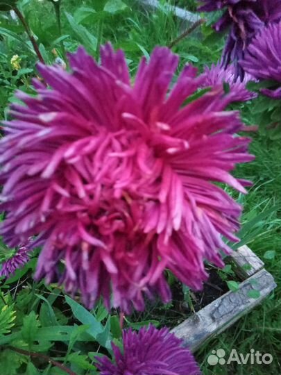 Однолетние цветы