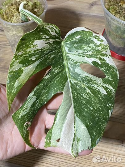 Монстера вариегатная альба