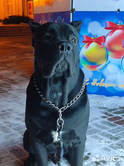 Кобель вязка кане Корсо