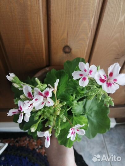 Пеларгония герань