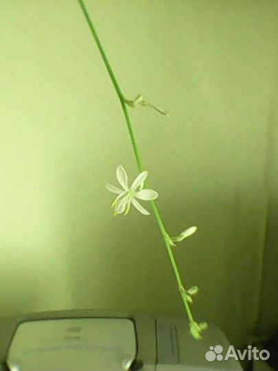 Комнатное растение - хлорофитум