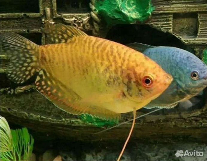 Аквариумные рыбки