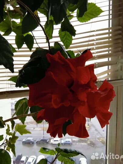 Домашние растения