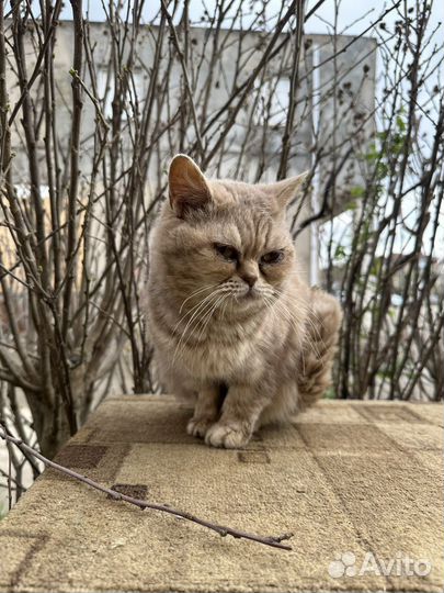 Британская короткошерстная кошка