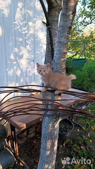 Отдаю 2 котов
