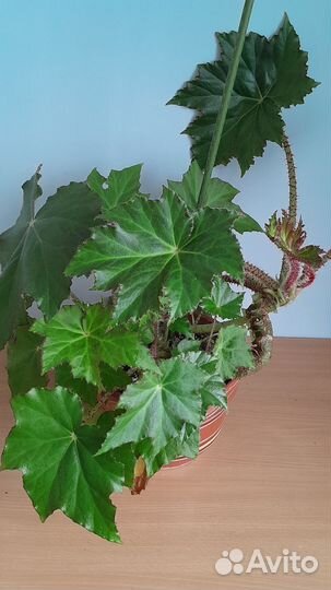 Бегония воротничковая, манжетная