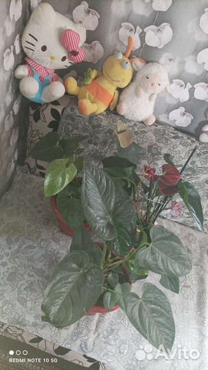 Комнатные растения