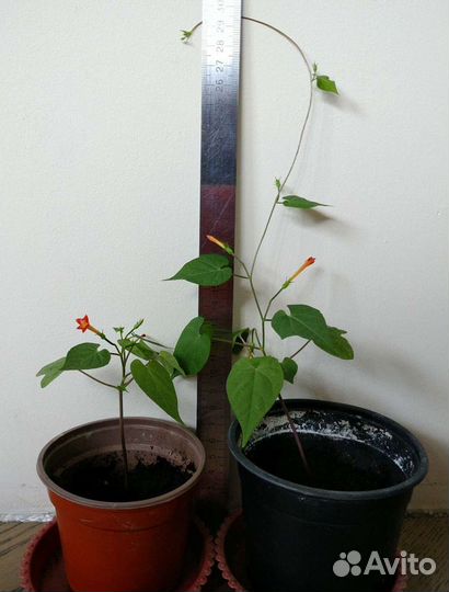 Вербена ампельная, традесканция, ипомея