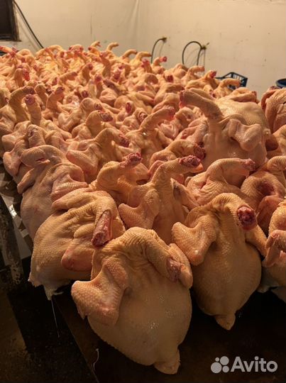 Куры бройлеры тушки мясо