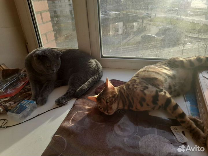 Передержка кошек