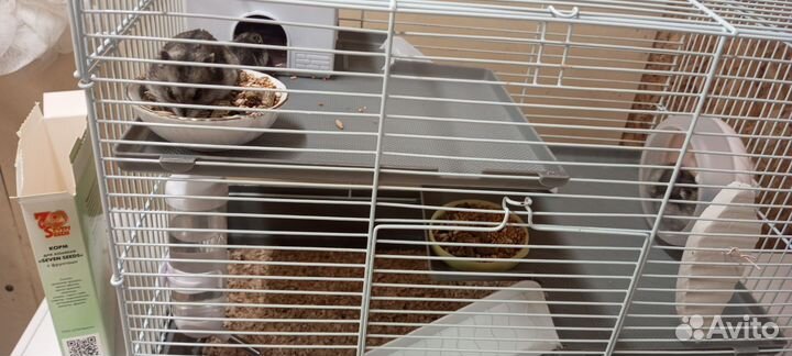 Джунгарские хомяки