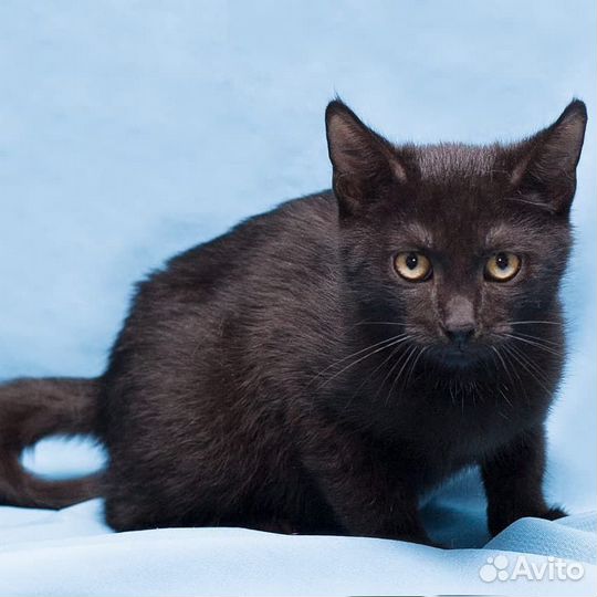 Кошка Фея покорит Ваше сердце