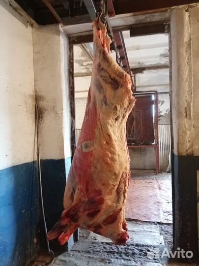 Телятина мраморная