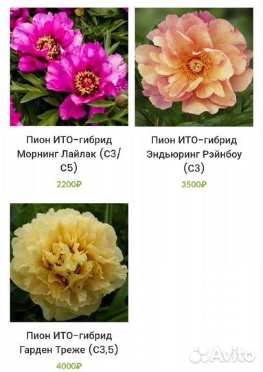 Пионы Ито-гибриды