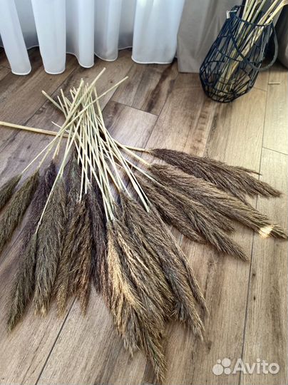 Сухоцветы для декора